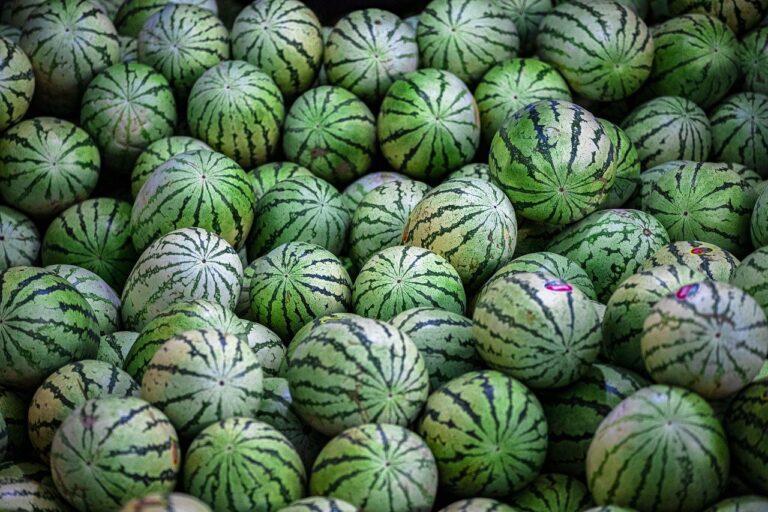 watermelon, melon, pattern