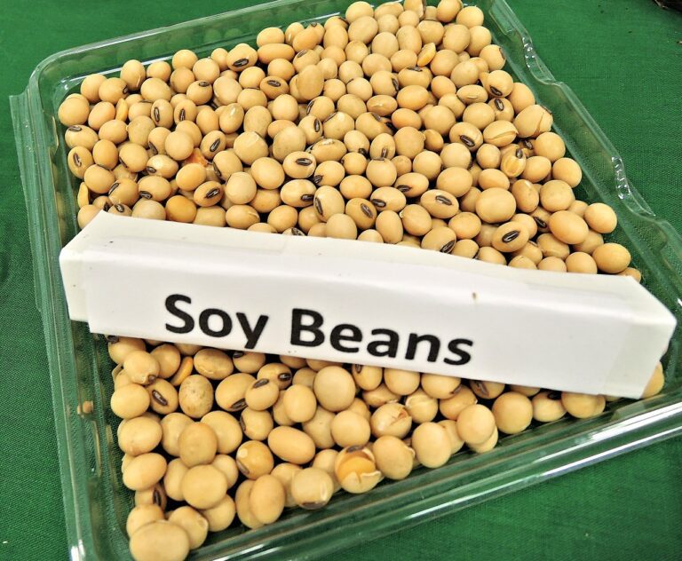 soy beans, animal feed, soy oil