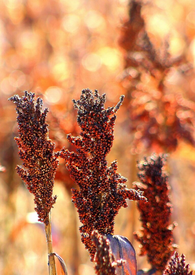 farming, sorghum, rural