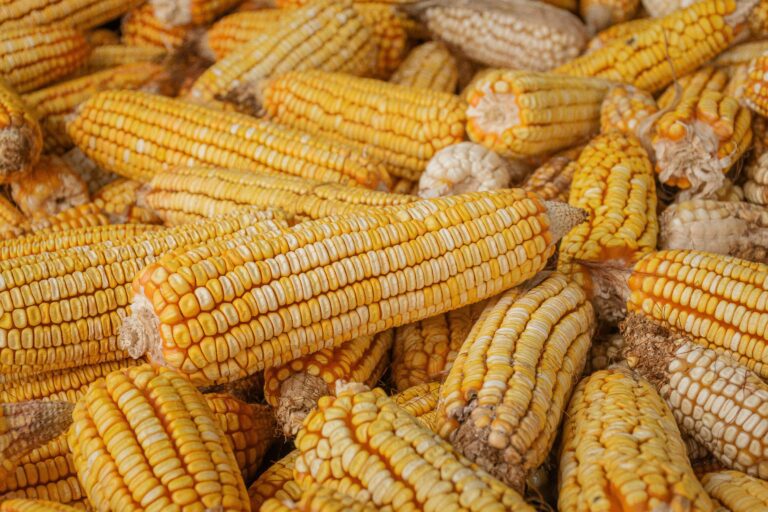 Close-up of freshly harvested corn cobs in Bagua Grande, Perú, showcasing vibrant yellow kernels.